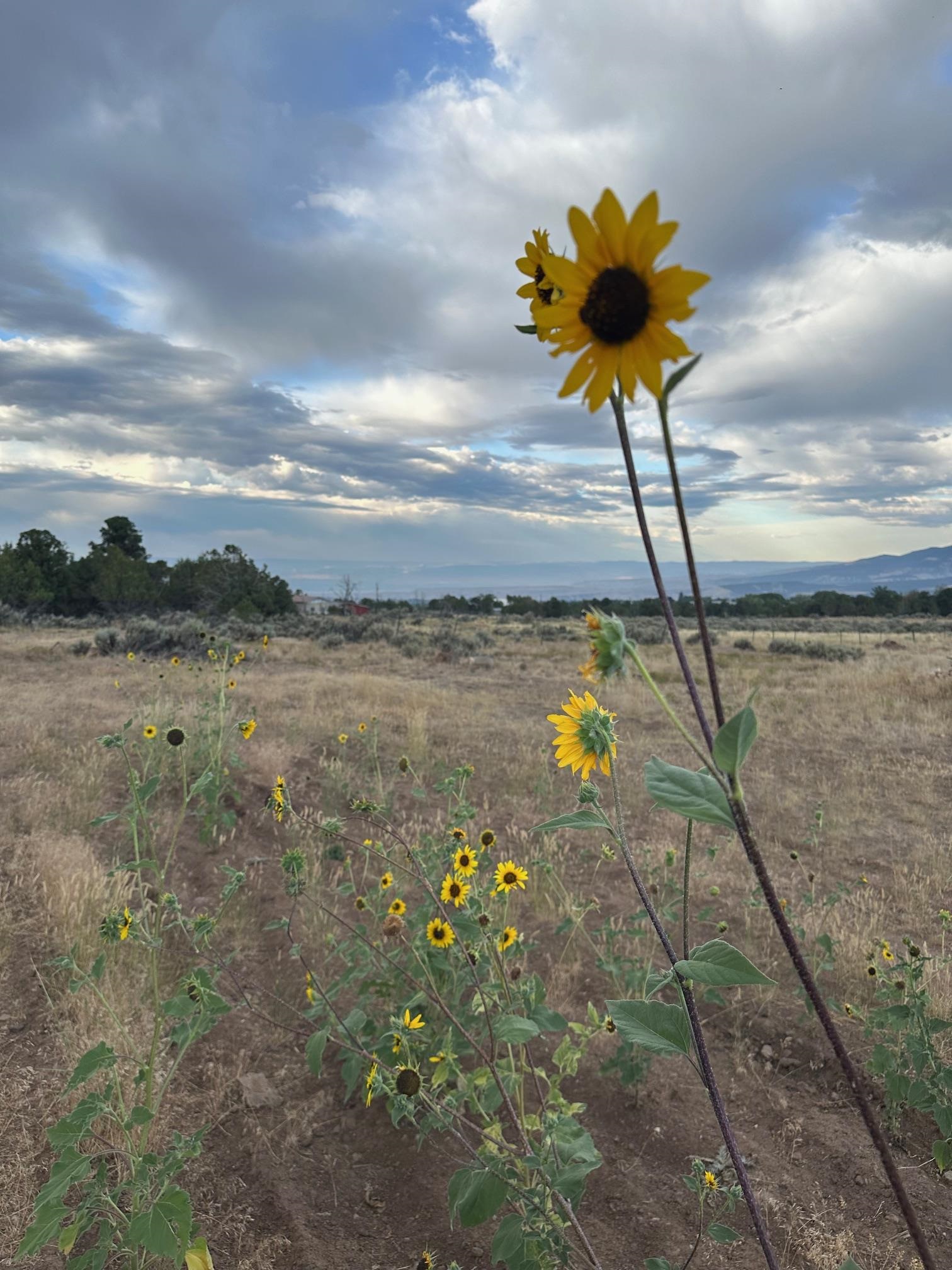 24500 Timothy Road Cedaredge, CO 81413 - Photo 24 of 33 a view of a lake with a table in a backyard
