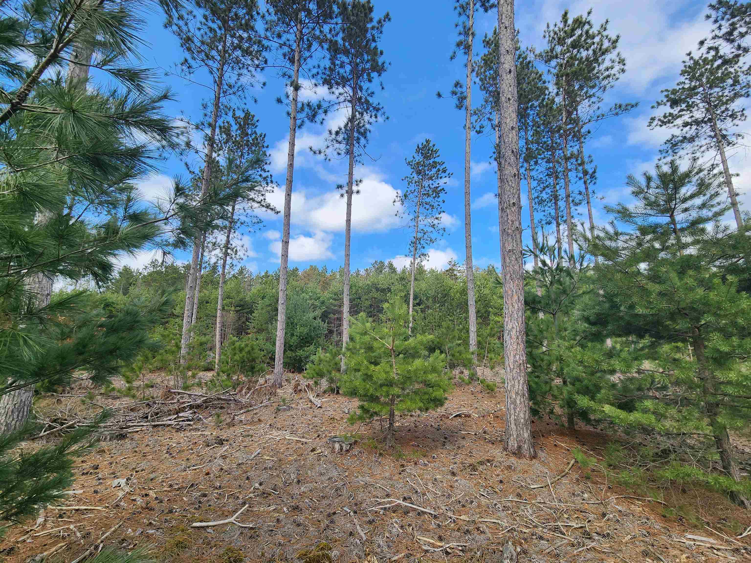 9.69-acres Niemi Road Kaleva, MI 49645 - Photo 11 of 30