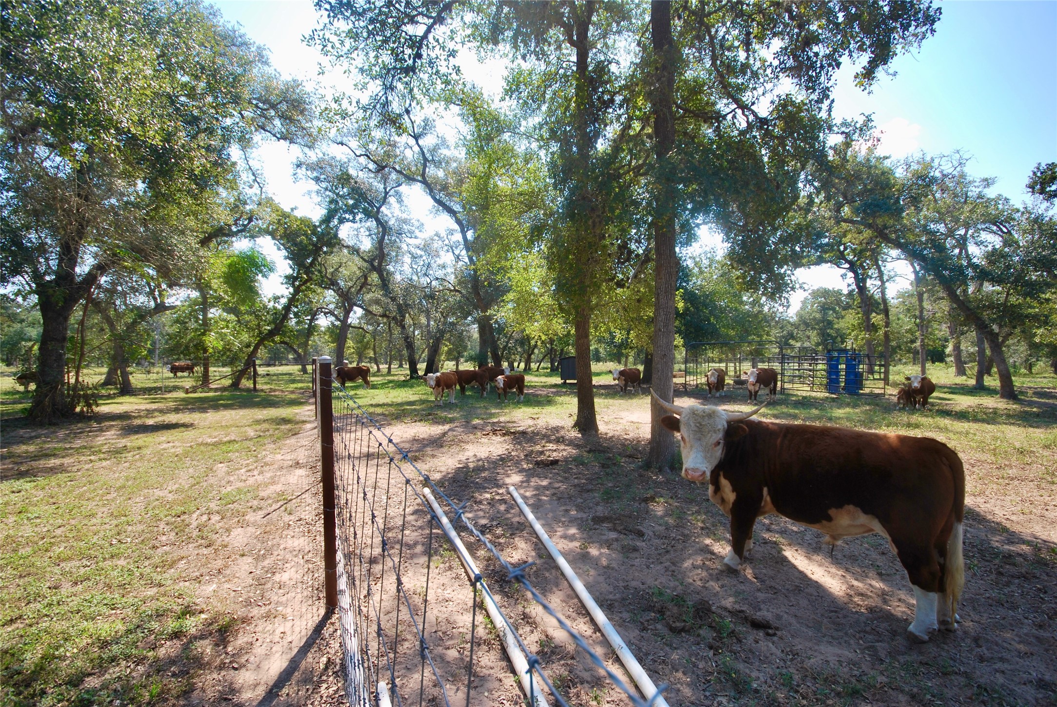 3033 County Road 18 Hallettsville, TX 77964 - Photo 23 of 50