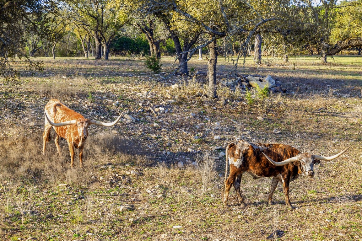 3516 Mt Sharp Road, Unit 23 Wimberley, TX 78676 - Photo 40 of 40 a view of a yard with a slide