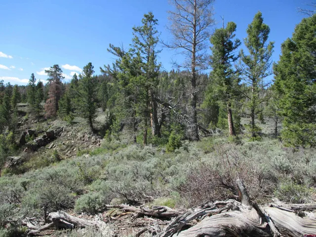 a view of a forest with trees