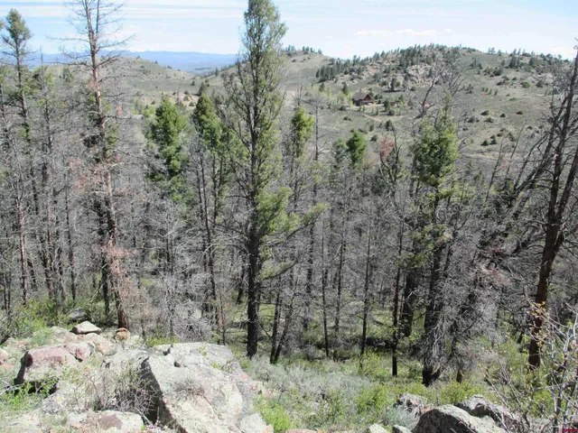 a view of a yard with a tree