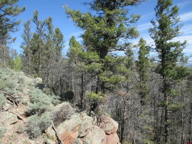 a view of a forest with lots of trees
