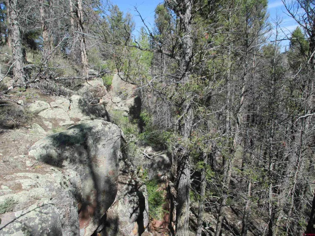 a view of a forest with lots of trees