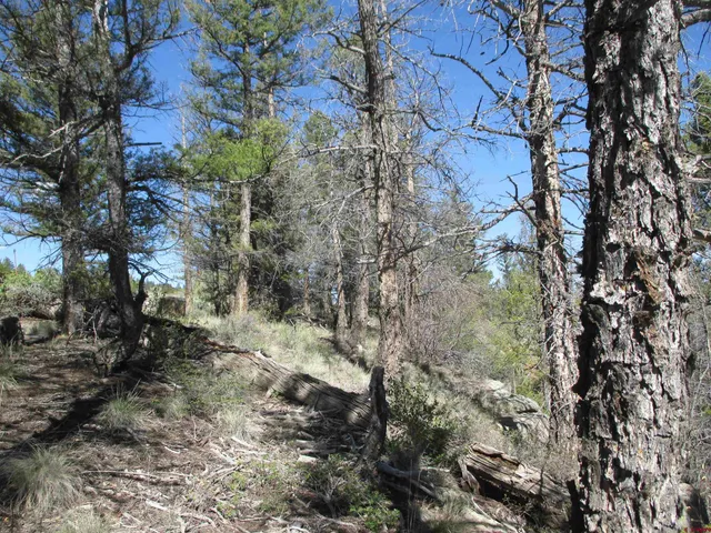 a view of a yard with lots of trees