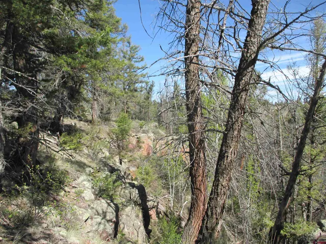a view of tree covered with tall trees