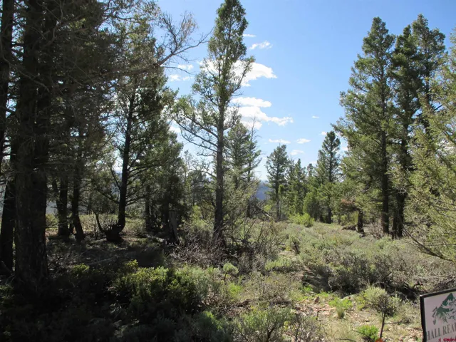a view of a forest with trees in the background