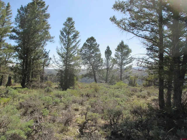 a view of a forest with trees in the background