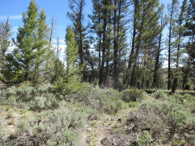a view of a forest with trees in the background