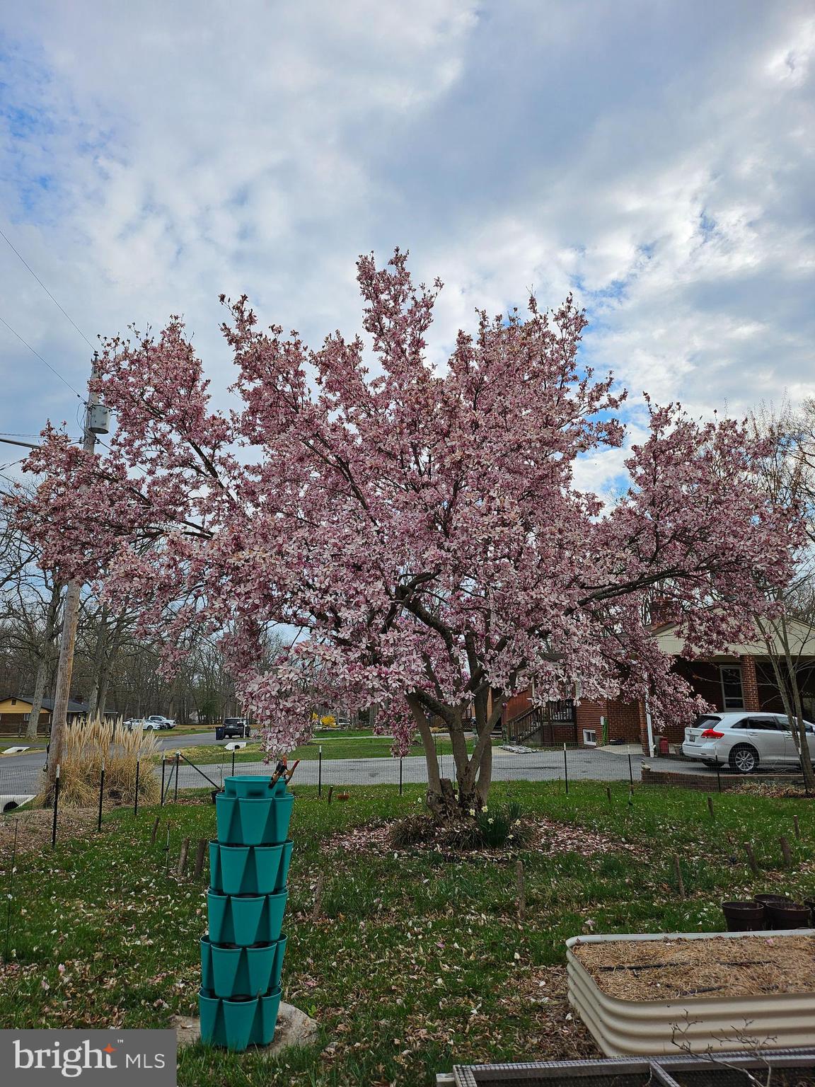 15505 Maple Drive Accokeek, MD 20607 - Photo 4 of 24 Magnolia Tree (Bloomed)