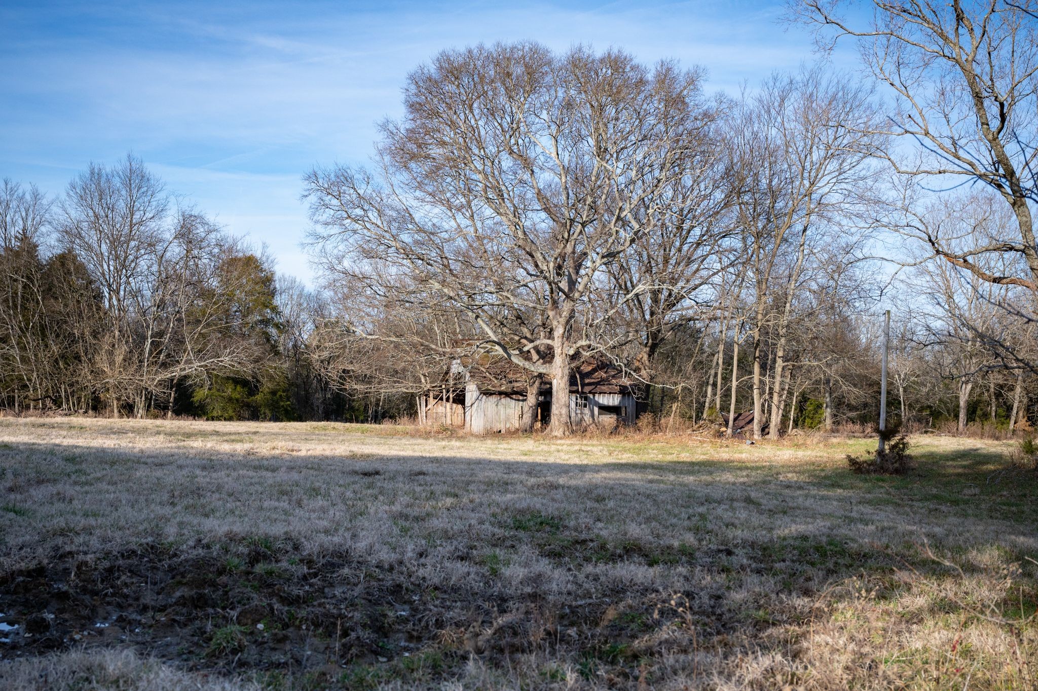 742 Webb Road Eagleville, TN 37060 - Photo 4 of 34 a view of dirt yard with large trees
