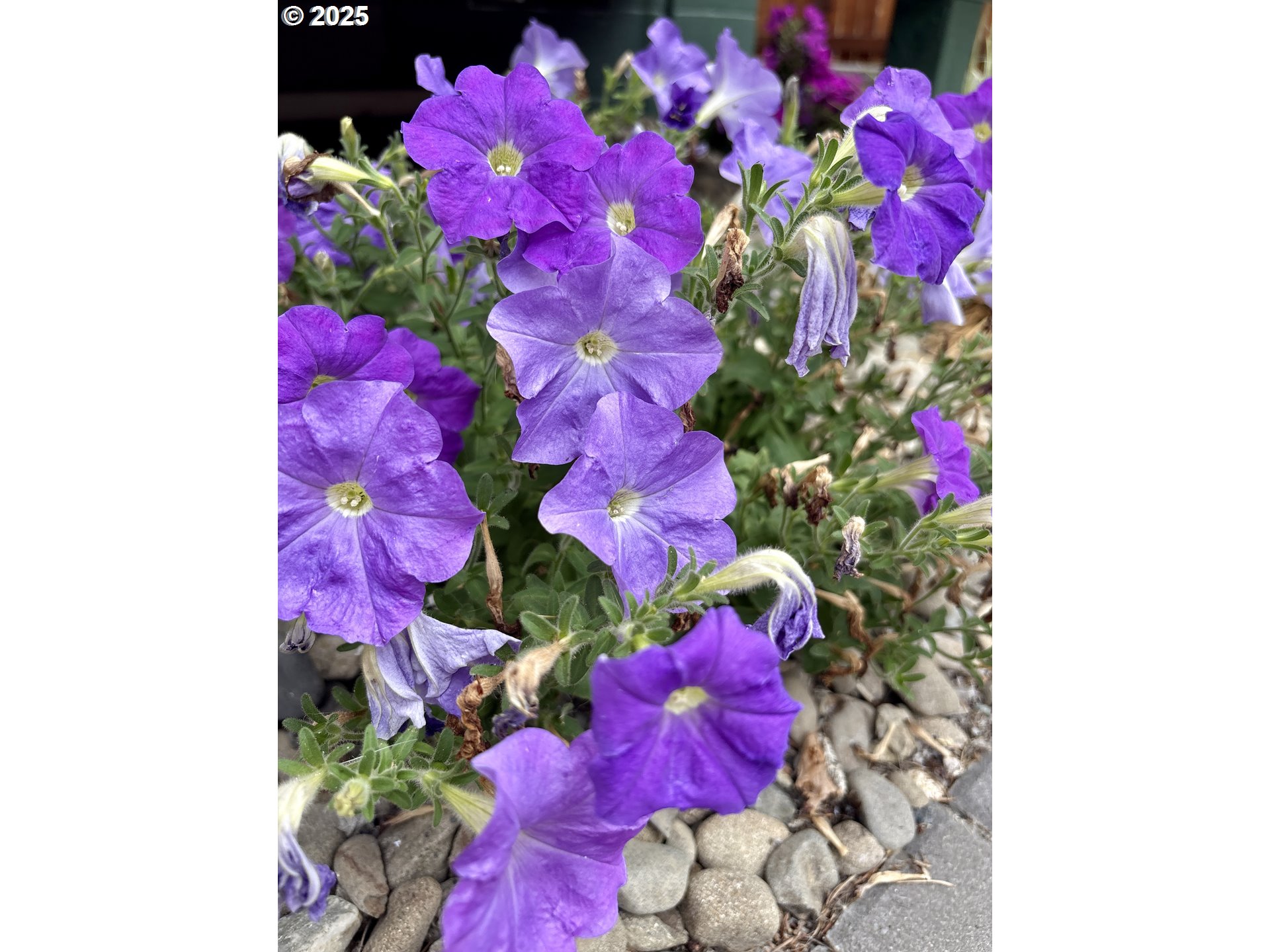 869 North Collier Street Coquille, OR 97423 - Photo 40 of 41