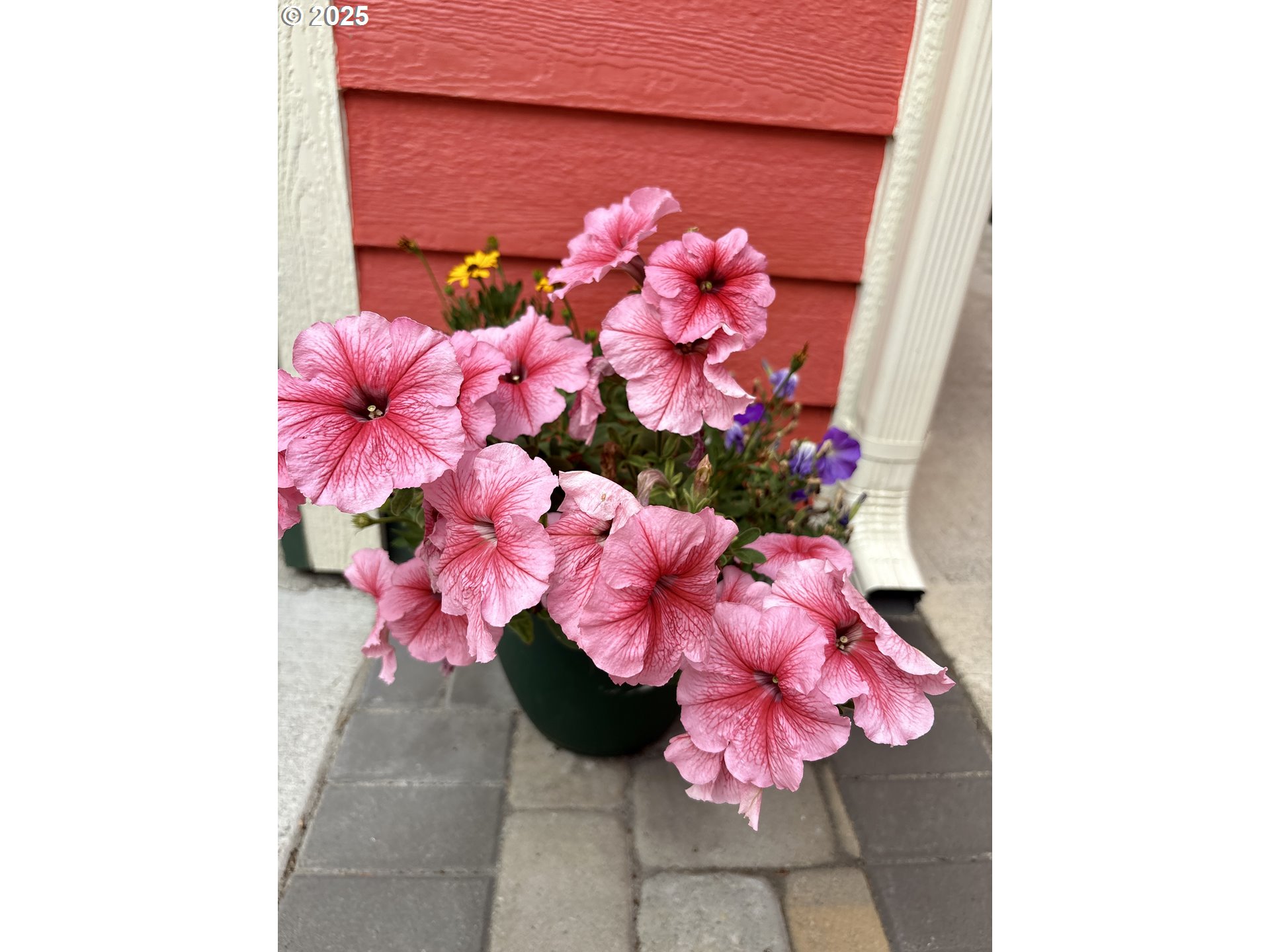 869 North Collier Street Coquille, OR 97423 - Photo 41 of 41 a pink and white flowers