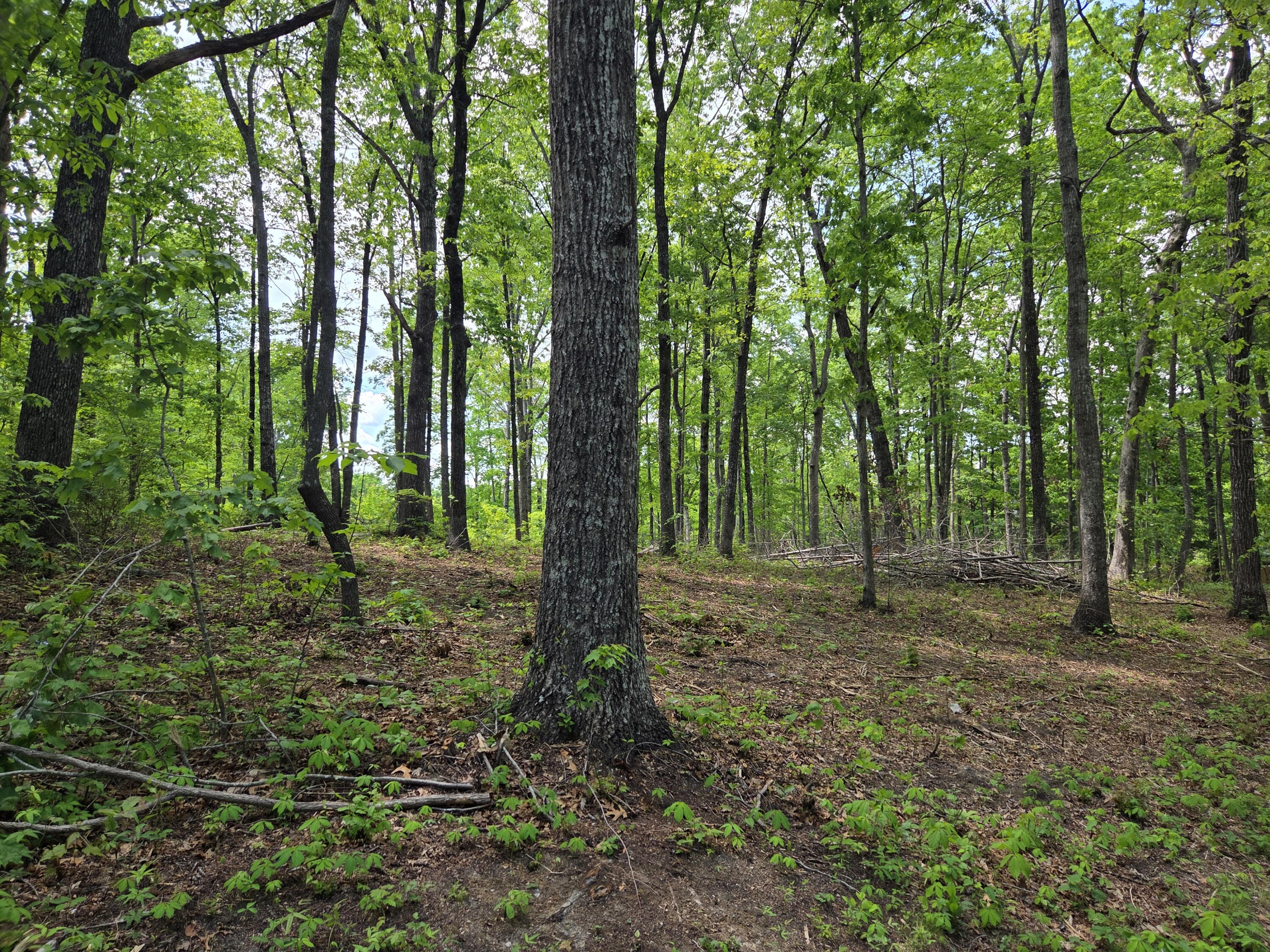0 Skiview Drive Dunlap, TN 37327 - Photo 1 of 8 1000025829