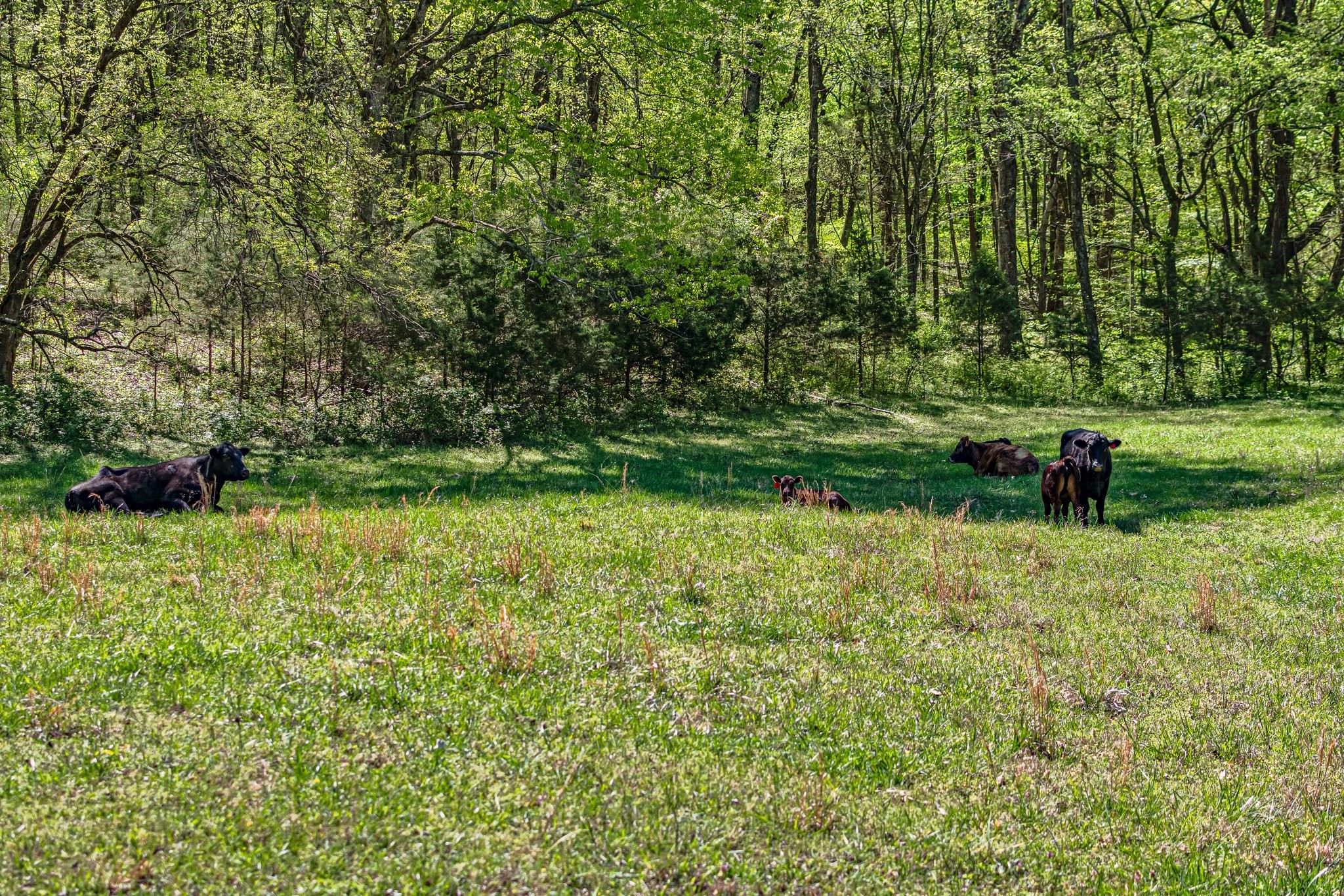 4540 Peytonsville Road Franklin, TN 37064 - Photo 26 of 84 a backyard of a house with lots of green space and chair