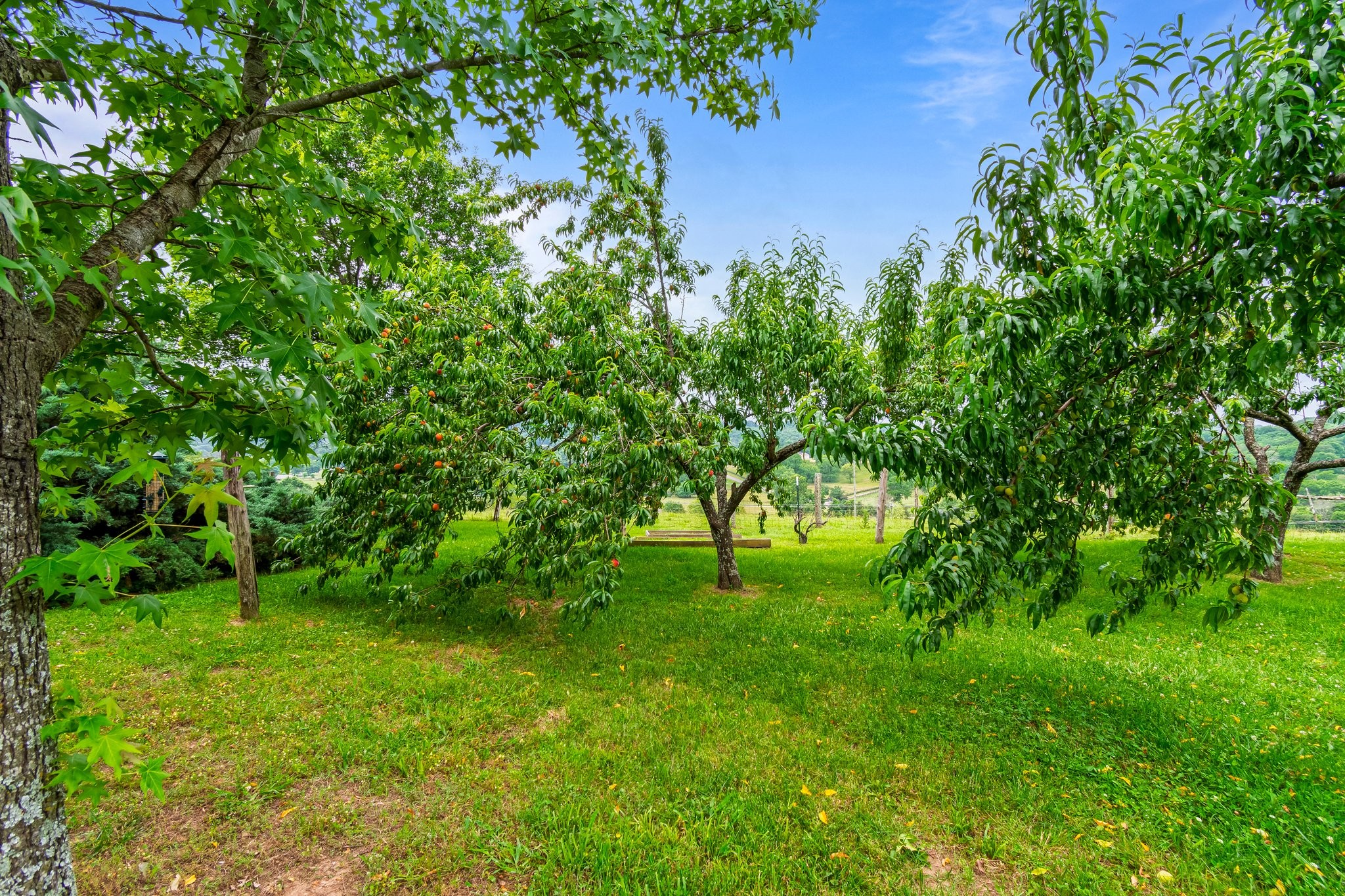 4540 Peytonsville Road Franklin, TN 37064 - Photo 84 of 84 a green field with lots of bushes