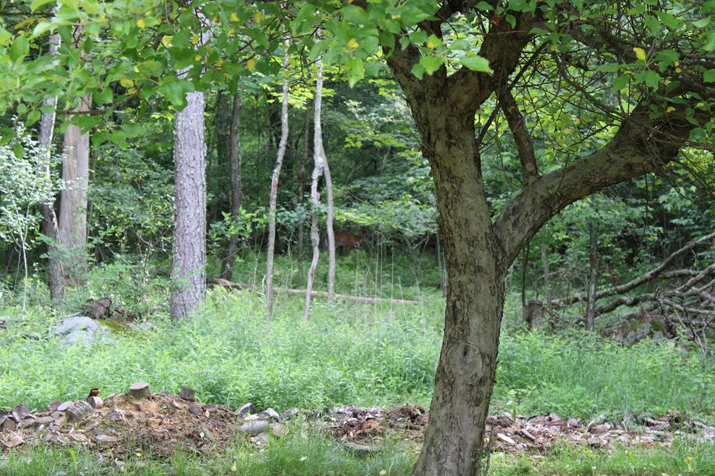 167 Brownies Road Marble, PA 16334 - Photo 3 of 27