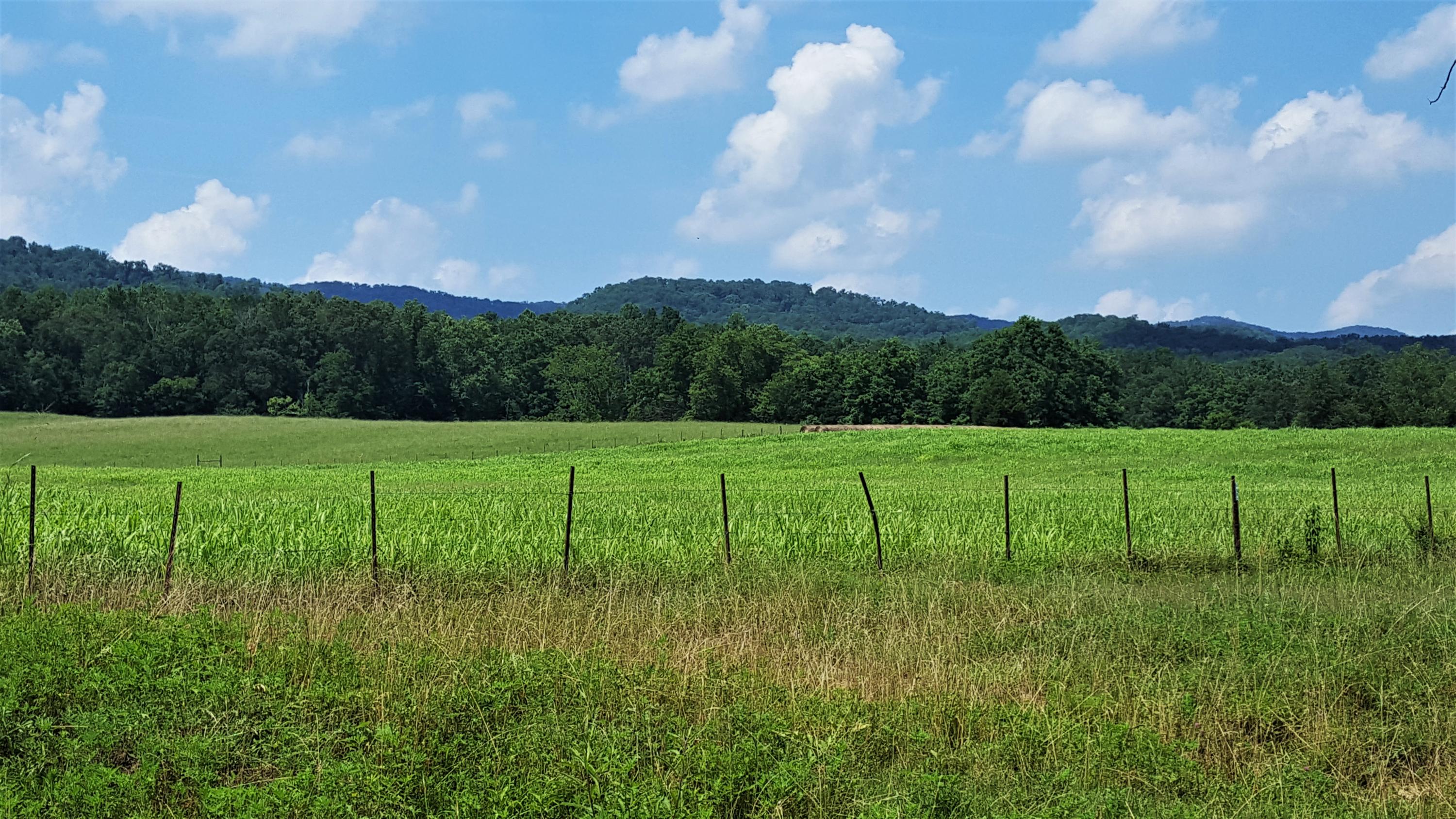 Taylor Road Rutledge, TN 37861 - Photo 12 of 15 012_view to northeast