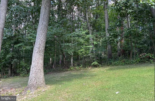 a view of a tree in a yard