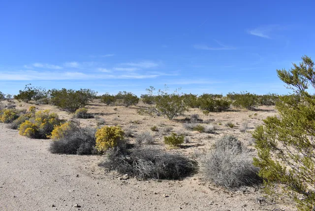 a view of a dry yard with wooden fence