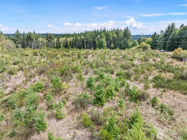 a view of a lush green forest