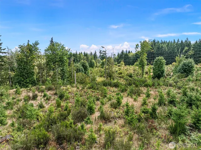 a view of a lush green forest with large trees