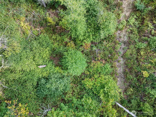 a view of a forest with a tree in the background