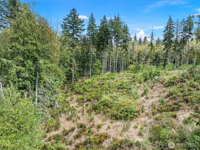 a view of a lush green forest