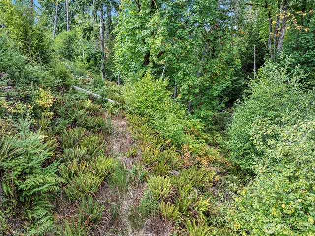 a view of a field with a tree in the background