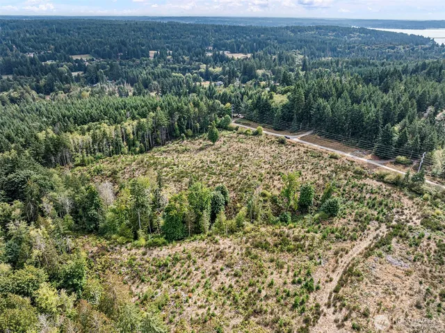 a view of a forest with a lake