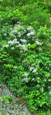 $40,000 | 0 Carter Mountain, Unit LOT 25, Hays, NC 28635