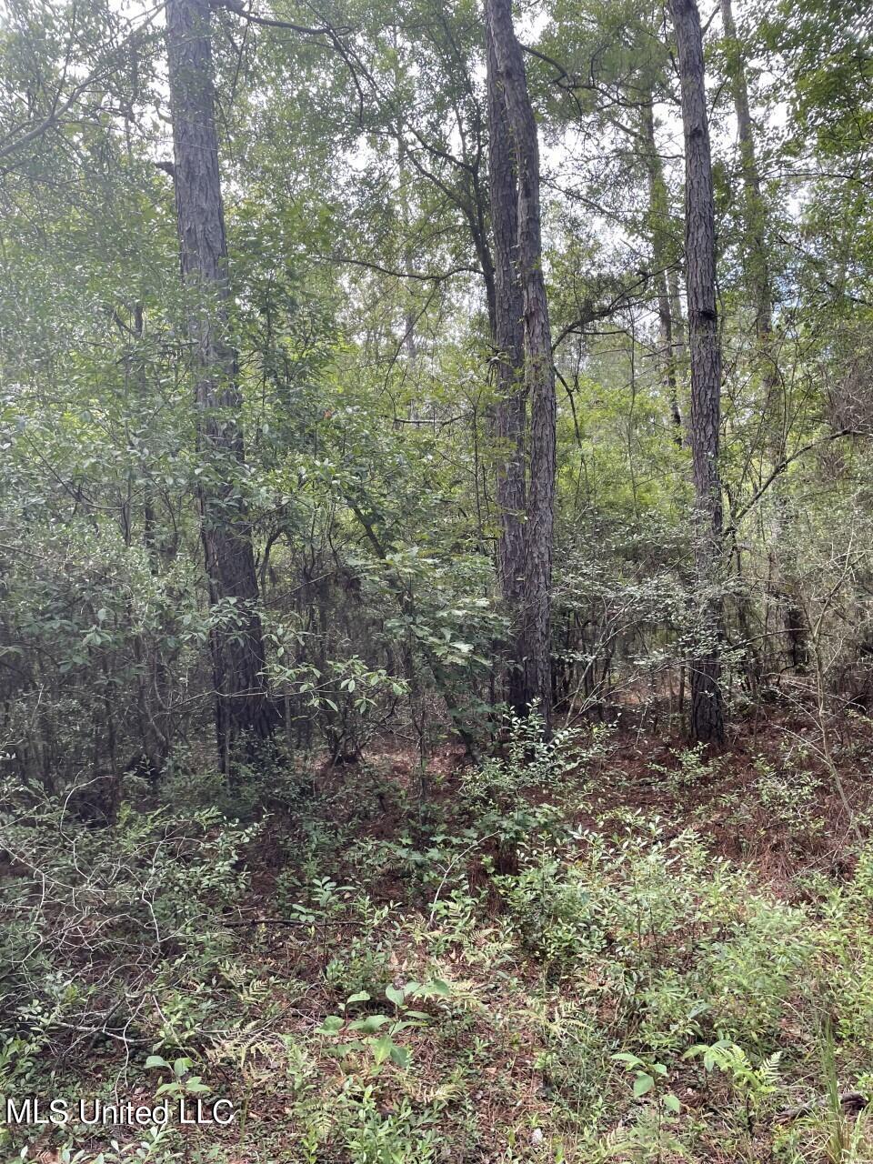 26.28-acre 26.28-acre Bexley Rd Road Lucedale, MS 39452 - Photo 3 of 7 thumbnail_IMG_1904