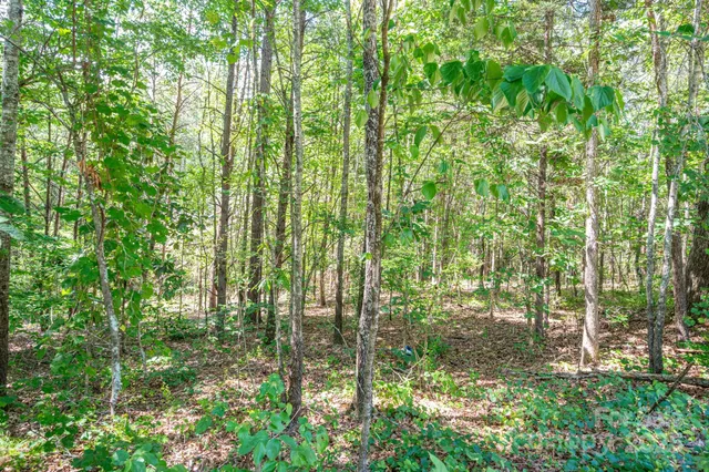 a view of yard from a garden