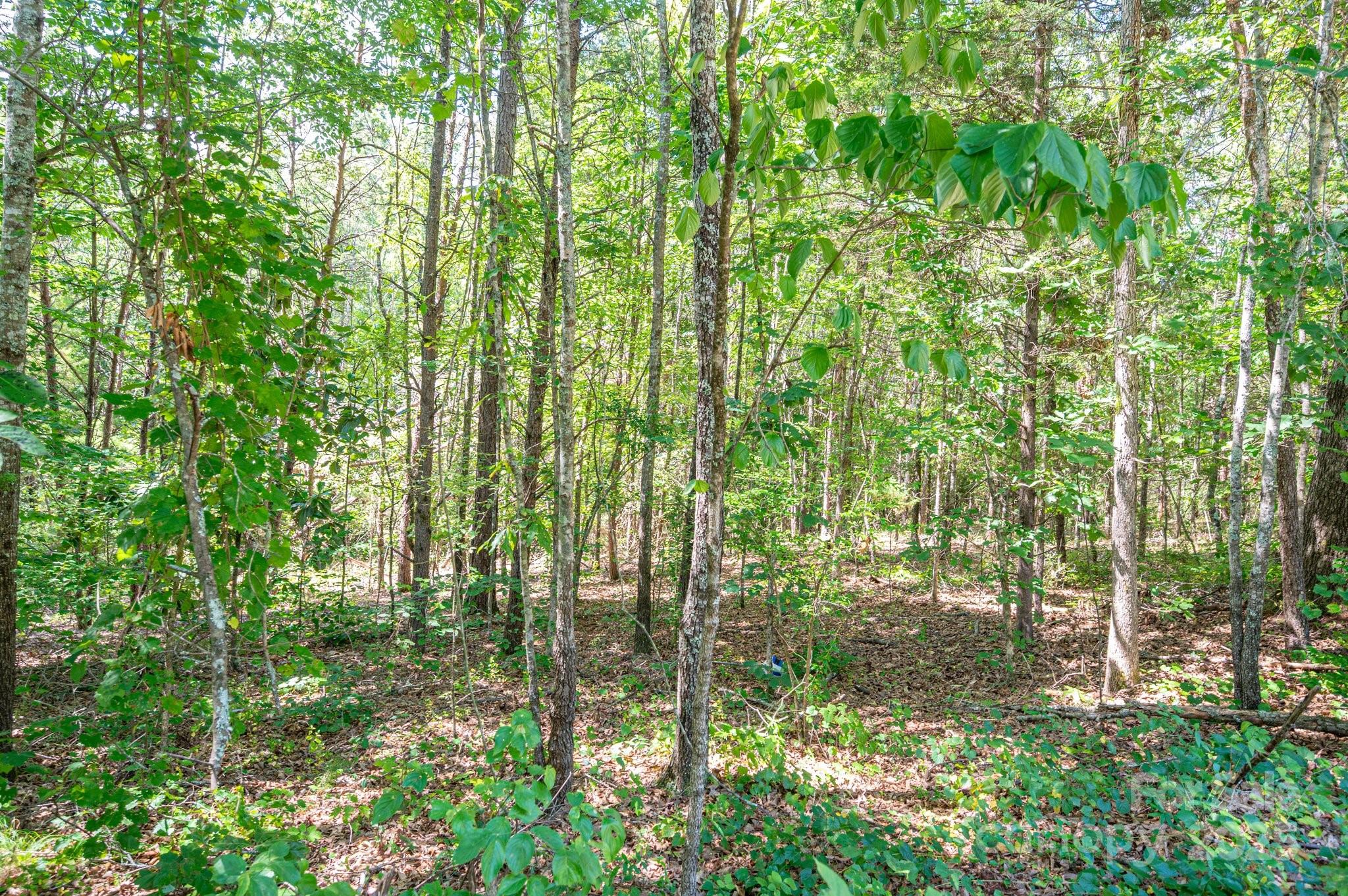 a view of yard from a garden