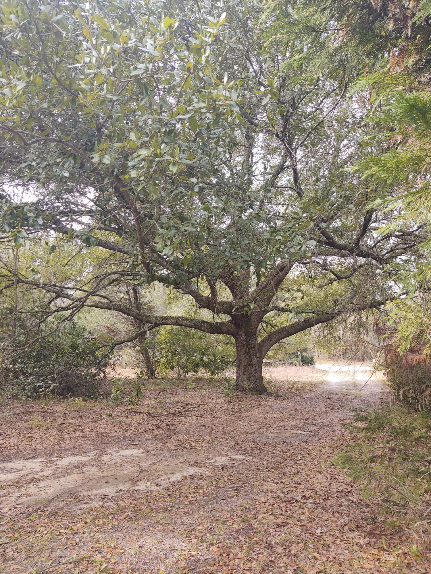 1457 Highway 52 Moncks Corner, SC 29461 - Photo 2 of 7 IMG_20240111_114845593
