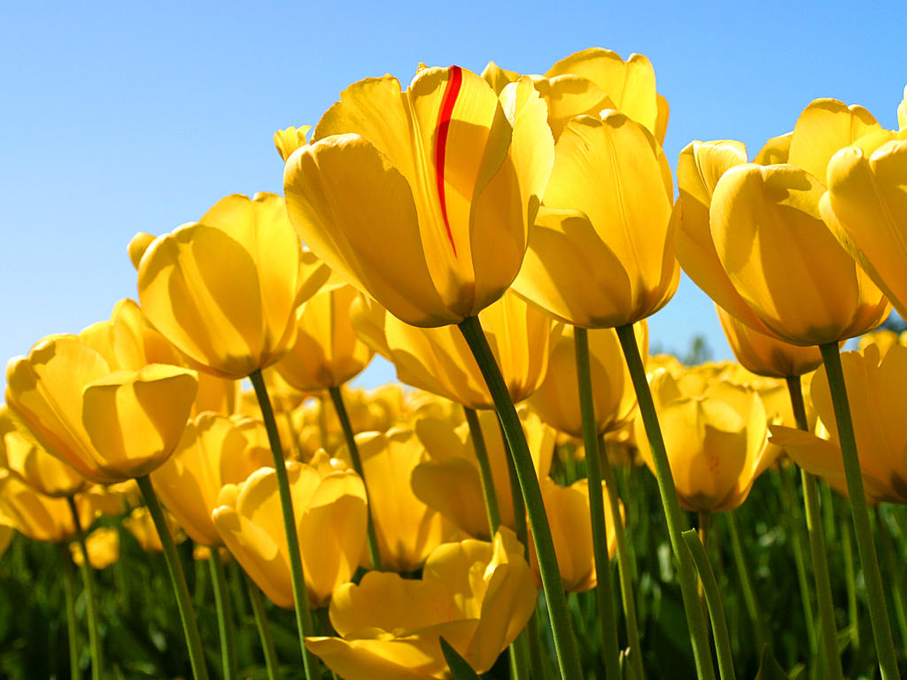 4333 Southwest Appleseed Road Port St. Lucie, FL 34953 - Photo 21 of 21 Tulips