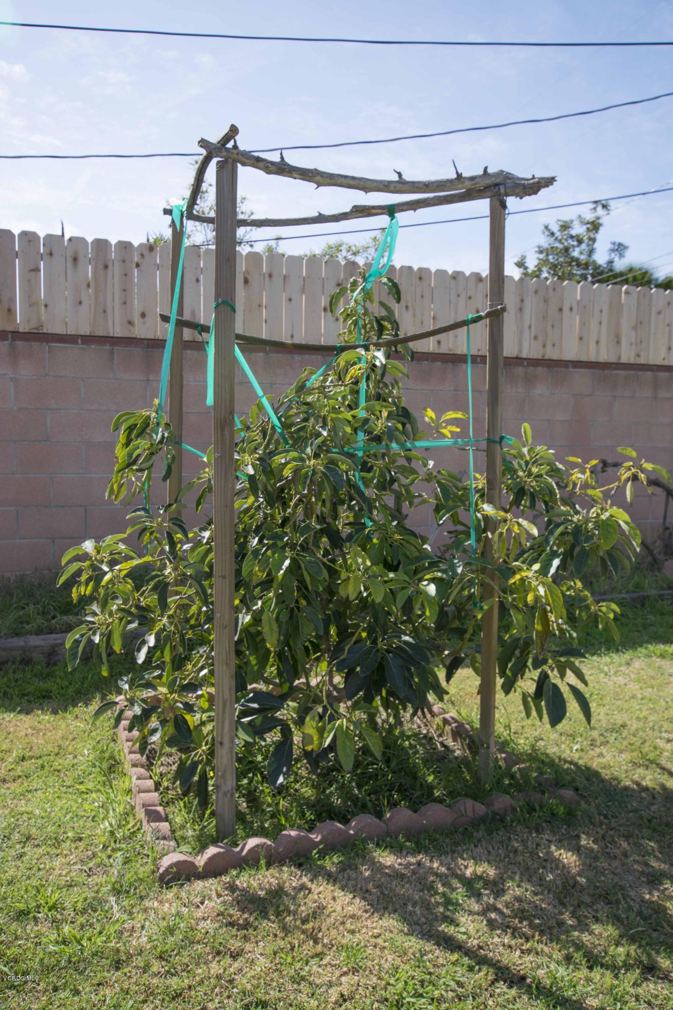 257 Rhodes Court Fillmore, CA 93015 - Photo 11 of 14 Avocado_257 Rhodes
