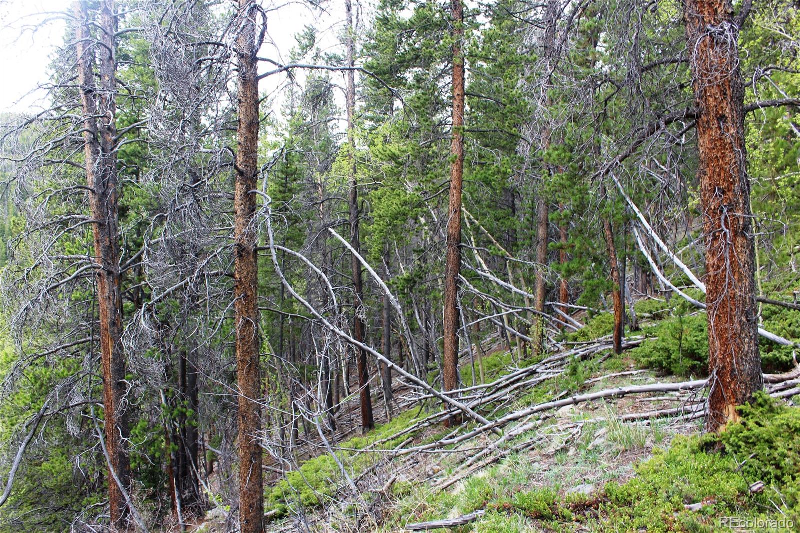1 Broomfeild Gulch Road Idaho Springs, CO 80452 - Photo 17 of 31 Gallery Image 17