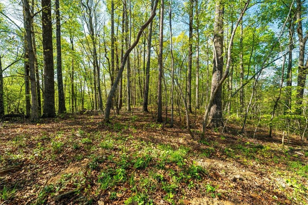 280 Dan Ross Road Six Mile, SC 29682 - Photo 15 of 18 Mature trees and lush undergrowth define this secluded wooded lot.