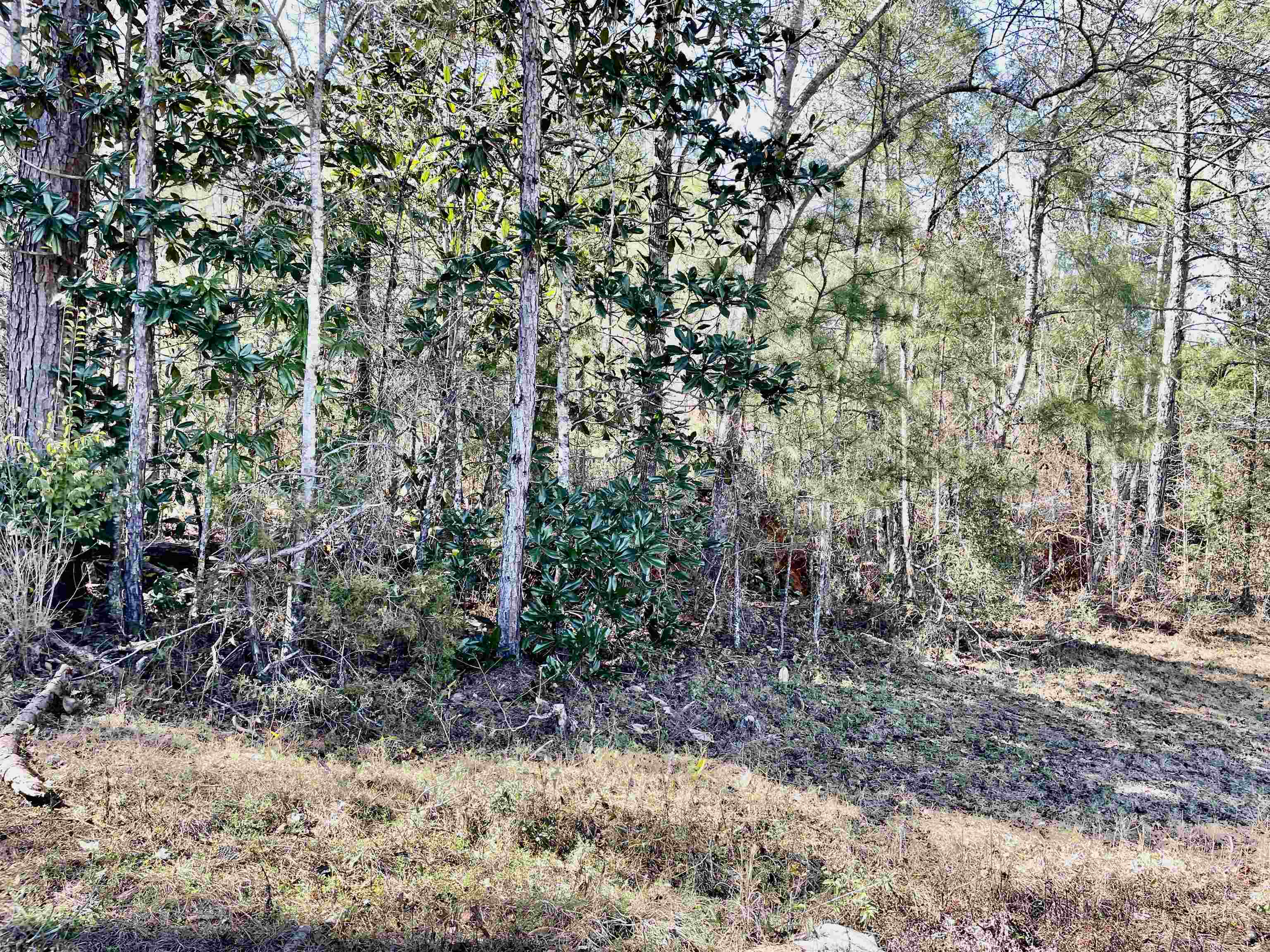 Tbd Tbd Glory Road Quincy, FL 32352 - Photo 6 of 18 Gallery Image 6