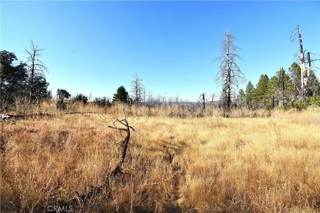 a view of a yard with trees and a wooden fence