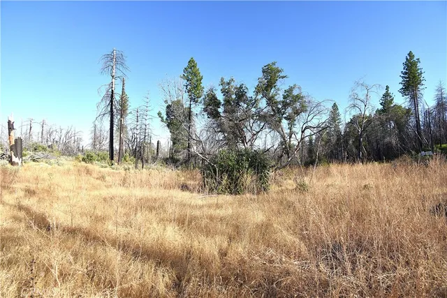 a view of a yard with plants
