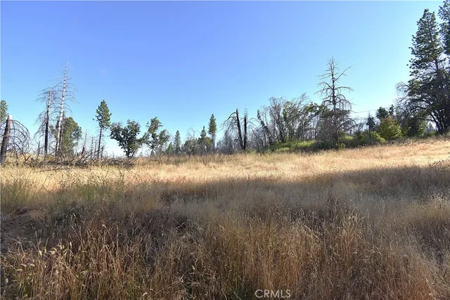 a view of river covered by trees and trees