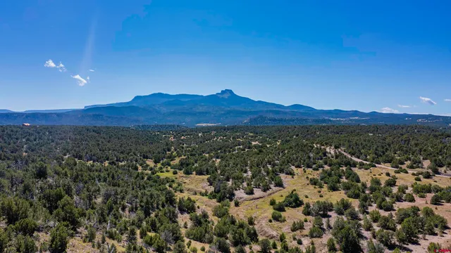 a view of a large tree with a mountain in the background