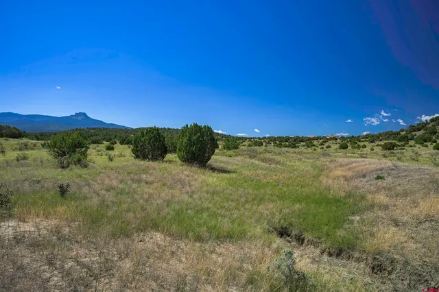 a view of a lush green forest with lots of trees