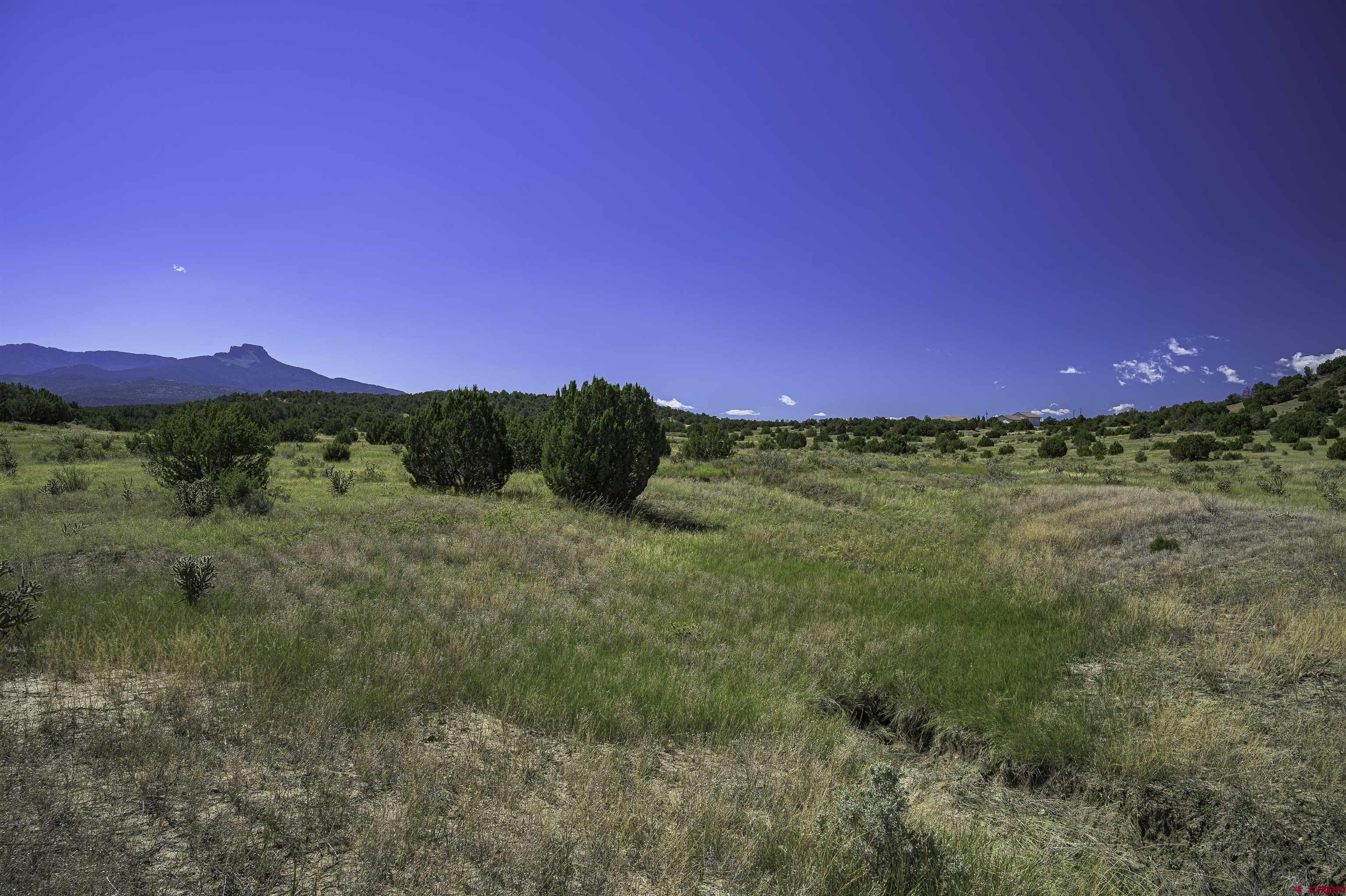 13700 Corundum Road Trinidad, CO 81082 - Photo 10 of 28 a view of a lush green forest with lots of trees