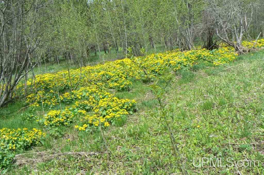 Tbd Country Lane Road Skandia, MI 49826 - Photo 20 of 33