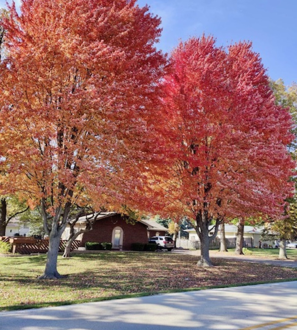 8S840 Dugan Road Big Rock, IL 60511 - Photo 2 of 31 a view of large trees and a yard