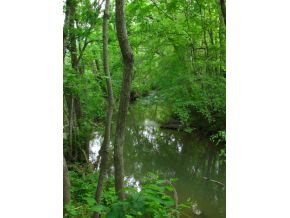 255 Houston Valley Road Greeneville, TN 37743 - Photo 11 of 15 Nice Creek