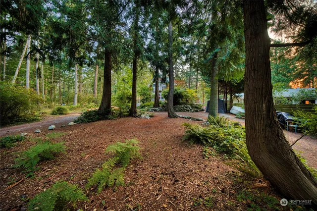 a view of a park with large trees